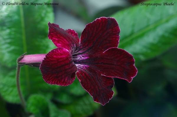 Streptocarpus ‘Phoebe’

[url=http://floralworld.ru/forum/index.php/topic,1295.0.html]Тема на форуме про стрептокарпус[/url]
[url=http://www.floralworld.ru/encyclopedia/plants/Streptocarpus.shtml]Статья на нашем сайте про уход за стрептокарпусом[/url]
Ключевые слова: Streptocarpus ‘Phoebe’ стрептокарпус