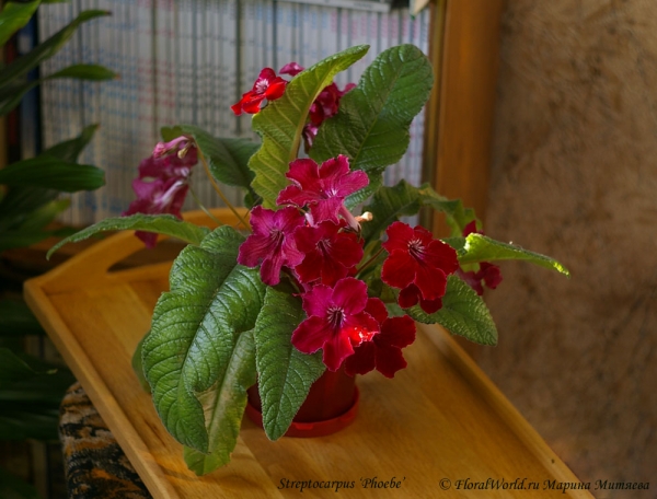 Streptocarpus ‘Phoebe’
Ключевые слова: Streptocarpus ‘Phoebe’ стрептокарпус