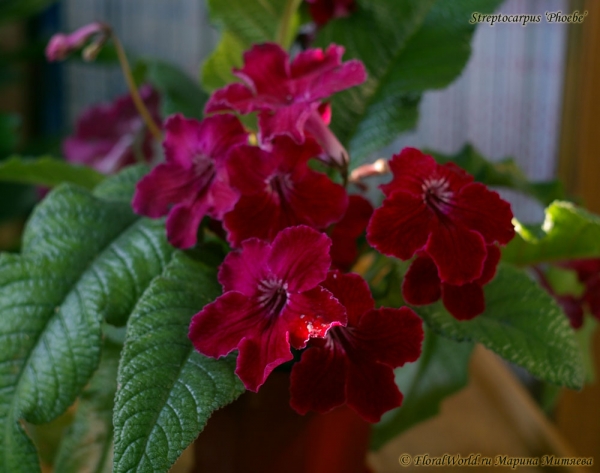 Streptocarpus ‘Phoebe’
Ключевые слова: Streptocarpus ‘Phoebe’ стрептокарпус