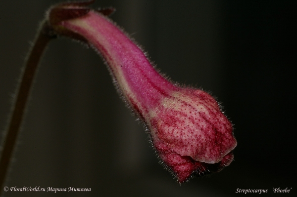 Streptocarpus   ‘Phoebe’
[url=http://floralworld.ru/forum/index.php/topic,1295.0.html]Тема на форуме про стрептокарпус[/url]
[url=http://www.floralworld.ru/encyclopedia/plants/Streptocarpus.shtml]Статья на нашем сайте про уход за стрептокарпусом[/url]
Ключевые слова: Streptocarpus   Phoebe фото цветок цветет бутон