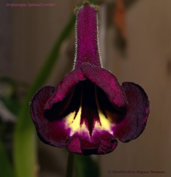 Streptocarpus 'Spiritual Corridor'
Ключевые слова: Streptocarpus 'Spiritual Corridor'