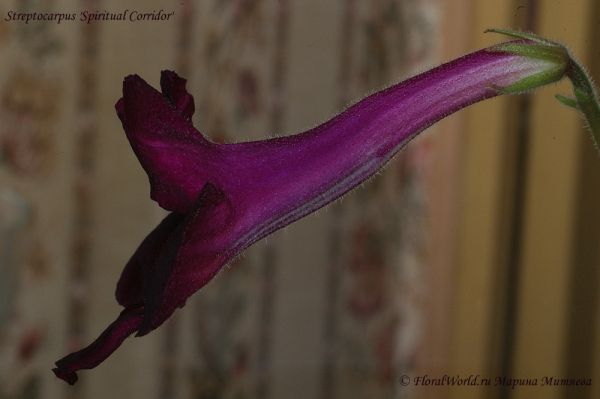 Streptocarpus 'Spiritual Corridor'
Ключевые слова: Streptocarpus 'Spiritual Corridor'