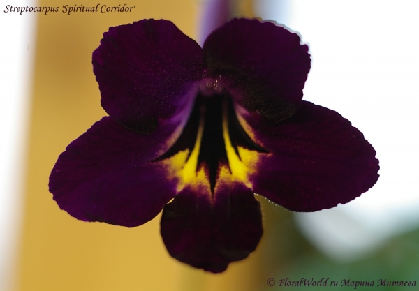 Streptocarpus 'Spiritual Corridor'
Ключевые слова: Streptocarpus 'Spiritual Corridor'