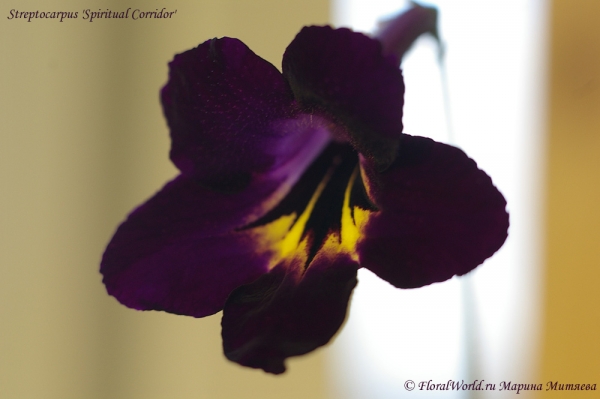 Streptocarpus 'Spiritual Corridor'
Ключевые слова: Streptocarpus 'Spiritual Corridor'