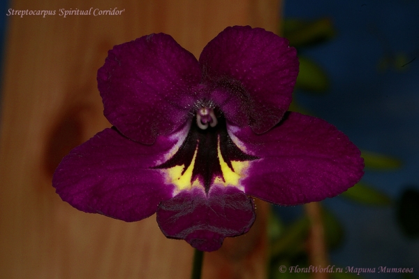 Streptocarpus 'Spiritual Corridor'
Ключевые слова: Streptocarpus 'Spiritual Corridor'