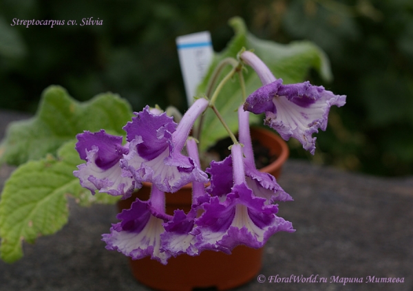 Streptocarpus cv. Silvia
Ключевые слова: Streptocarpus cv. Silvia