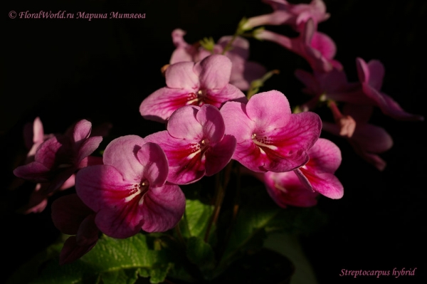 Streptocarpus hybrid
Ключевые слова: Streptocarpus hybrid