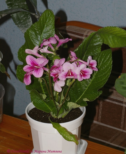 Streptocarpus hybridus
[url=http://floralworld.ru/forum/index.php/topic,1295.0.html]Тема на форуме про стрептокарпус[/url]
[url=http://www.floralworld.ru/encyclopedia/plants/Streptocarpus.shtml]Статья на нашем сайте про уход за стрептокарпусом[/url]
Ключевые слова: Streptocarpus_hybridus