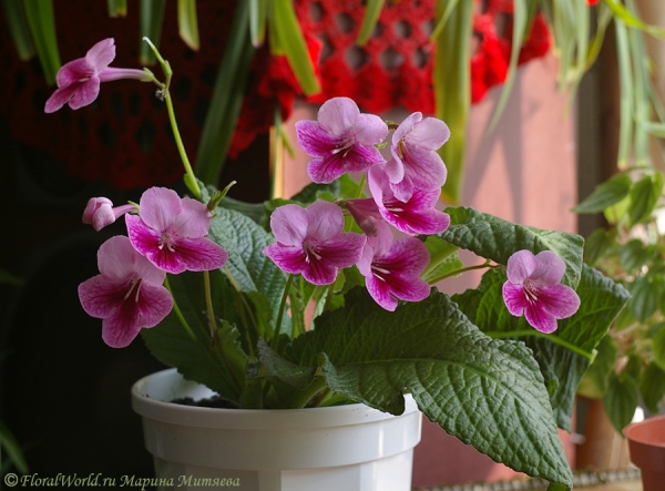 Стрептокарпус гибридный (Streptocarpus hybridus)
[url=http://floralworld.ru/forum/index.php/topic,1295.0.html]Тема на форуме про стрептокарпус[/url]
[url=http://www.floralworld.ru/encyclopedia/plants/Streptocarpus.shtml]Статья на нашем сайте про уход за стрептокарпусом[/url]
Ключевые слова: Стрептокарпус гибридный Streptocarpus hybridus