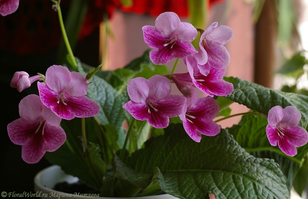 Стрептокарпус гибридный (Streptocarpus hybridus)
[url=http://floralworld.ru/forum/index.php/topic,1295.0.html]Тема на форуме про стрептокарпус[/url]
[url=http://www.floralworld.ru/encyclopedia/plants/Streptocarpus.shtml]Статья на нашем сайте про уход за стрептокарпусом[/url]
Ключевые слова: Стрептокарпус гибридный Streptocarpus hybridus