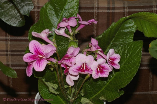 Streptocarpus hybridus
[url=http://floralworld.ru/forum/index.php/topic,1295.0.html]Тема на форуме про стрептокарпус[/url]
[url=http://www.floralworld.ru/encyclopedia/plants/Streptocarpus.shtml]Статья на нашем сайте про уход за стрептокарпусом[/url]
Ключевые слова: Streptocarpus_hybridus