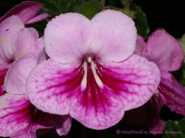 Streptocarpus hybridus
[url=http://floralworld.ru/forum/index.php/topic,1295.0.html]Тема на форуме про стрептокарпус[/url]
[url=http://www.floralworld.ru/encyclopedia/plants/Streptocarpus.shtml]Статья на нашем сайте про уход за стрептокарпусом[/url]
Ключевые слова: Streptocarpus_hybridus