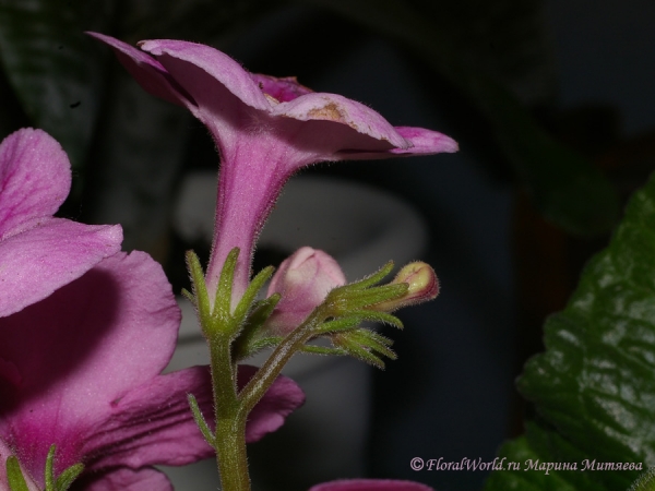 Streptocarpus hybridus
[url=http://floralworld.ru/forum/index.php/topic,1295.0.html]Тема на форуме про стрептокарпус[/url]
[url=http://www.floralworld.ru/encyclopedia/plants/Streptocarpus.shtml]Статья на нашем сайте про уход за стрептокарпусом[/url]
Ключевые слова: Streptocarpus_hybridus