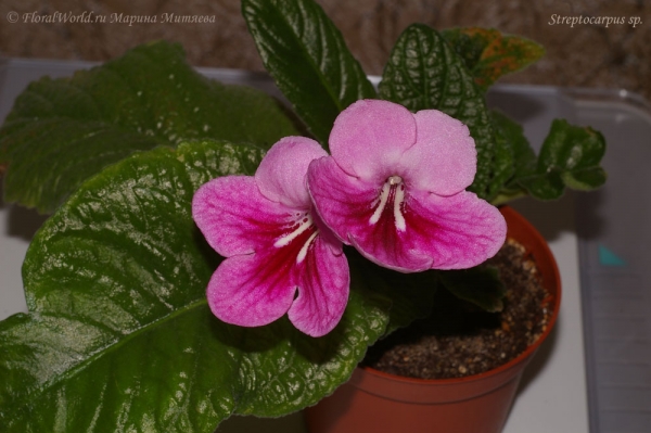 Стрептокарпус гибридный (Streptocarpus hybrid)
Ключевые слова: Стрептокарпус гибридный Streptocarpus hybrid фото