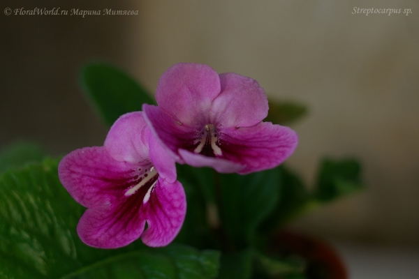 Стрептокарпус гибридный (Streptocarpus hybridus)
Ключевые слова: Стрептокарпус гибридный Streptocarpus hybridus фото 