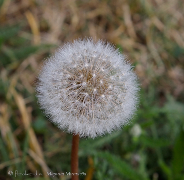 Одуванчик (Taraxacum offcinale)
Созревшие семена одуванчика, ждут дуновения ветерка, чтобы сорваться и пуститься в полет. 
Ключевые слова: Одуванчик Taraxacum offcinale