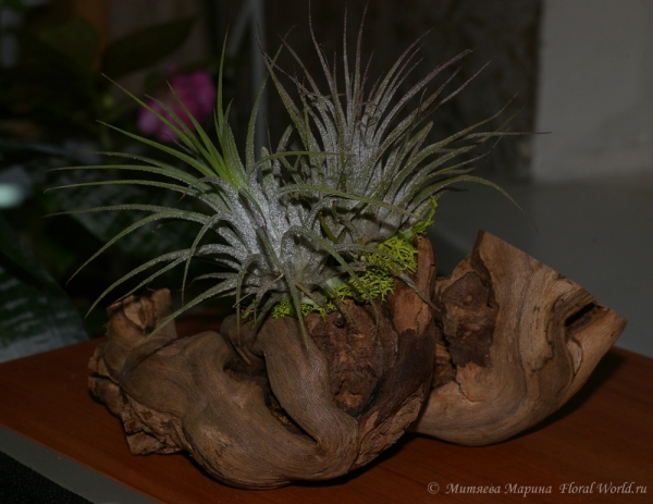 Tillandsia ionantha cv.
[url=http://floralworld.ru/forum/index.php/topic,1516.0.html]Тема на форуме о  Tillandsia ionantha[/url]
Ключевые слова: Tillandsia ionantha cv.