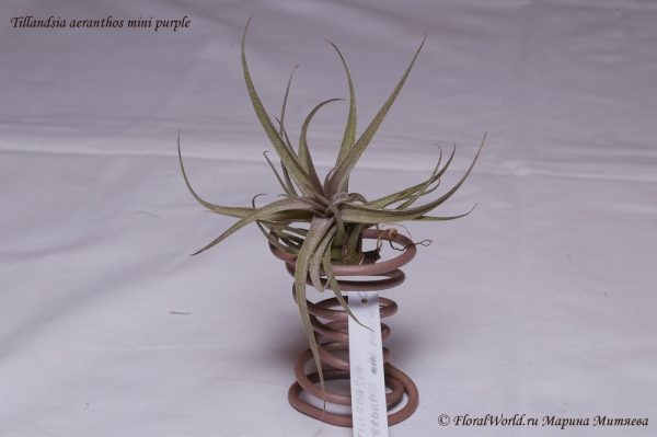 Tillandsia aeranthos mini purple
Ключевые слова: Tillandsia aeranthos mini purple