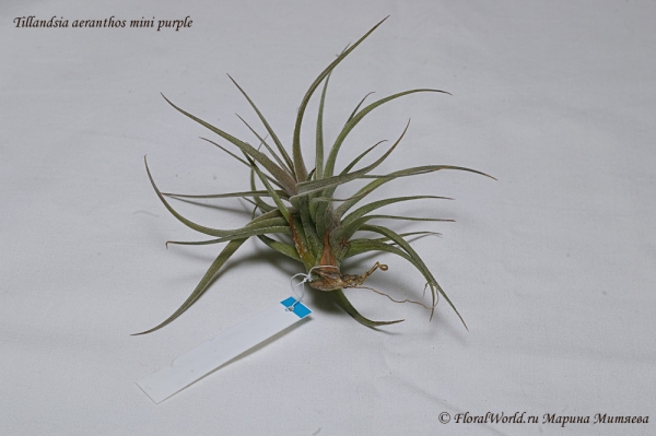 Tillandsia aeranthos mini purple
Донце тилландсии, видны сухие листья
Ключевые слова: Tillandsia aeranthos mini purple