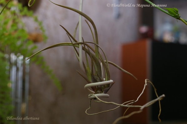 Tillandsia albertiana
Ключевые слова: Tillandsia albertiana