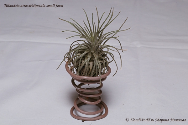 Tillandsia atroviridipetala small form
Для данной тилландсии характерно прижимание листьев к телу.
Ключевые слова: Tillandsia atroviridipetala small form