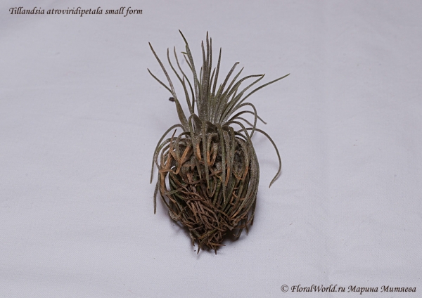 Tillandsia atroviridipetala small form
нижние листья усохшие, пришлось потом их удалять, чтобы влага не скапливалась
Ключевые слова: Tillandsia atroviridipetala small form