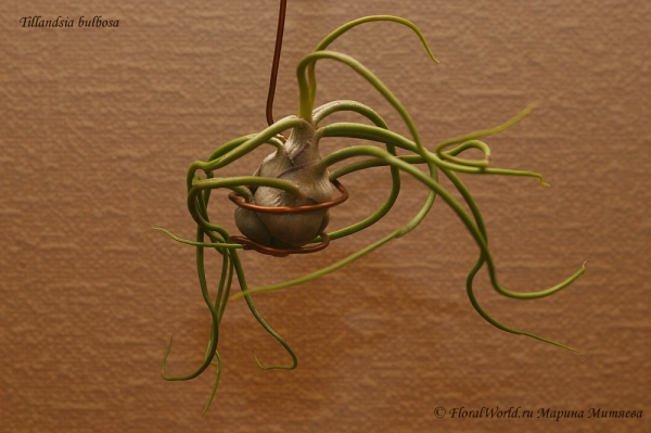 Tillandsia bulbosa
Ключевые слова: Tillandsia bulbosa