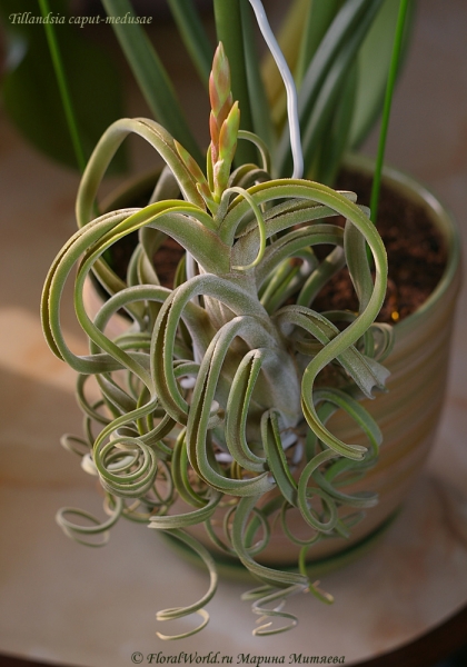 Tillandsia caput-medusae
Ключевые слова: Tillandsia caput-medusae