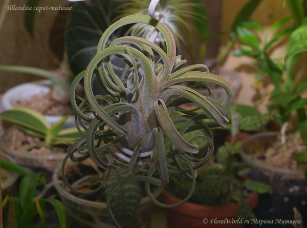 Tillandsia caput-medusae
Ключевые слова: Tillandsia caput-medusae