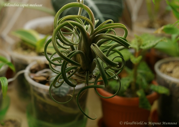 Tillandsia caput-medusae
Ключевые слова: Tillandsia caput-medusae