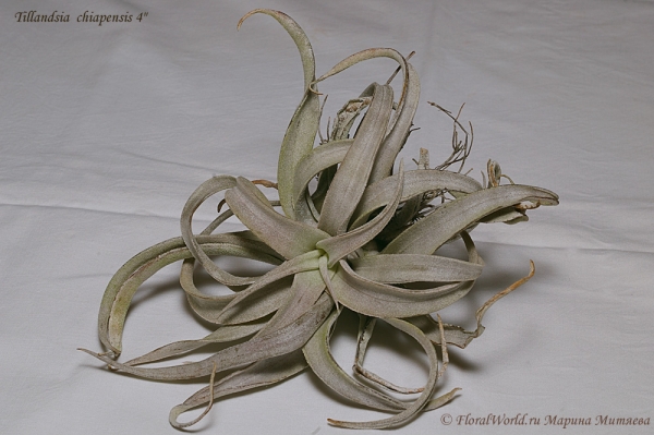 Tillandsia chiapensis
Ключевые слова: Tillandsia chiapensis