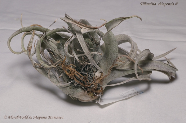 Tillandsia chiapensis
Ключевые слова: Tillandsia chiapensis