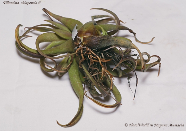 Tillandsia chiapensis
Часть нижних листьев отмерла или отмирает, между корнями остатки листьев и водоросли. 
Ключевые слова: Tillandsia chiapensis