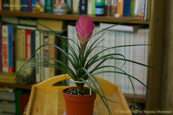 Tillandsia cyanea  ‘Anita’
Ключевые слова: Tillandsia cyanea  Anita