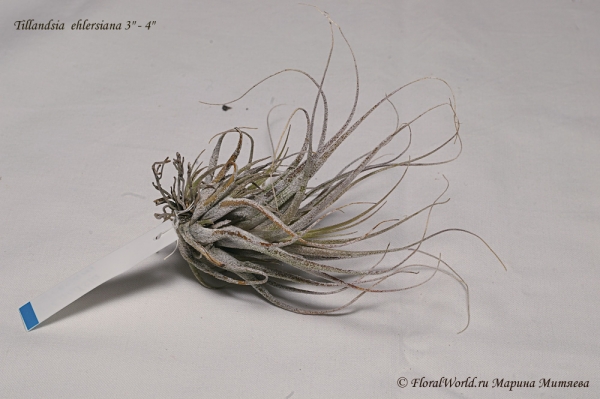 Tillandsia ehlersiana
Ключевые слова: Tillandsia ehlersiana