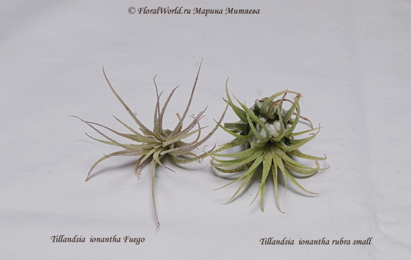  Tillandsia  ionantha Fuego  и Tillandsia  ionantha rubra small 
 Tillandsia  ionantha Fuego  и Tillandsia  ionantha rubra small 

Ключевые слова: Tillandsia ionantha Fuego Tillandsia ionantha rubra small