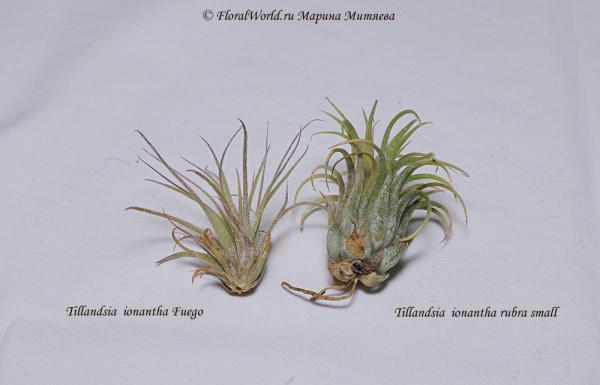  Tillandsia  ionantha Fuego  и Tillandsia  ionantha rubra small 
Донца
Ключевые слова: Tillandsia ionantha Fuego Tillandsia ionantha rubra small