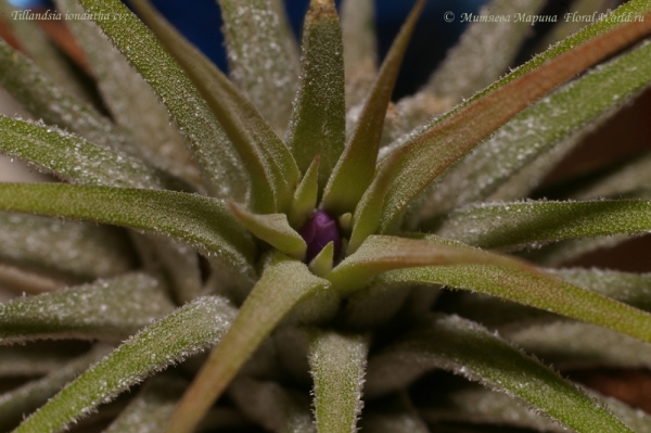 Тилландсия фиалкоцветковая (Tillandsia ionantha hybr)
[url=http://floralworld.ru/forum/index.php/topic,1516.0.html]Тема на форуме о  Tillandsia ionantha[/url]
Ключевые слова: тилландсия фиалкоцветковая Tillandsia ionantha hybr