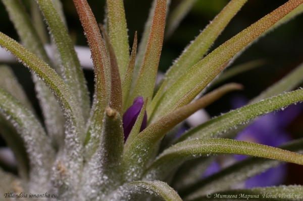 Тилландсия фиалкоцветковая (Tillandsia ionantha hybr)
[url=http://floralworld.ru/forum/index.php/topic,1516.0.html]Тема на форуме о  Tillandsia ionantha[/url]
Ключевые слова: тилландсия фиалкоцветковая Tillandsia ionantha hybr