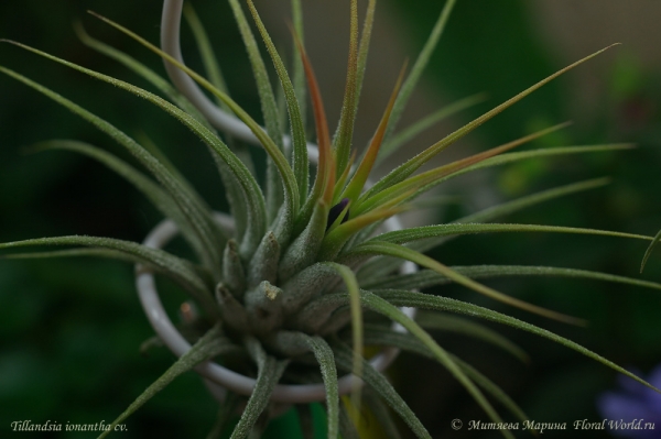 Тилландсия фиалкоцветковая (Tillandsia ionantha hybr)
[url=http://floralworld.ru/forum/index.php/topic,1516.0.html]Тема на форуме о  Tillandsia ionantha[/url]
Ключевые слова: тилландсия фиалкоцветковая Tillandsia ionantha hybr