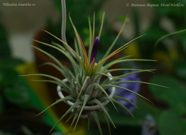 Тилландсия фиалкоцветковая (Tillandsia ionantha hybr)
[url=http://floralworld.ru/forum/index.php/topic,1516.0.html]Тема на форуме о  Tillandsia ionantha[/url]
Ключевые слова: тилландсия фиалкоцветковая Tillandsia ionantha hybr