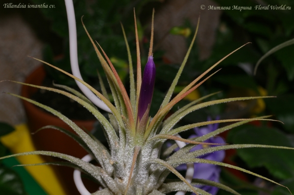 Тилландсия фиалкоцветковая (Tillandsia ionantha hybr)
[url=http://floralworld.ru/forum/index.php/topic,1516.0.html]Тема на форуме о  Tillandsia ionantha[/url]
Ключевые слова: тилландсия фиалкоцветковая Tillandsia ionantha hybr