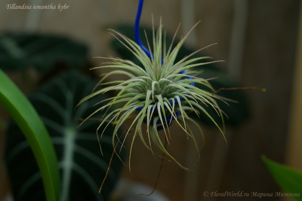 Tillandsia ionantha hybr
Ключевые слова: Tillandsia ionantha hybr