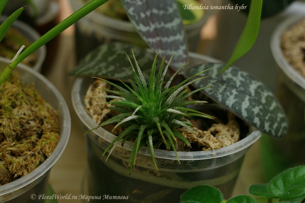 Tillandsia ionantha hybr
Ключевые слова: Tillandsia ionantha hybr