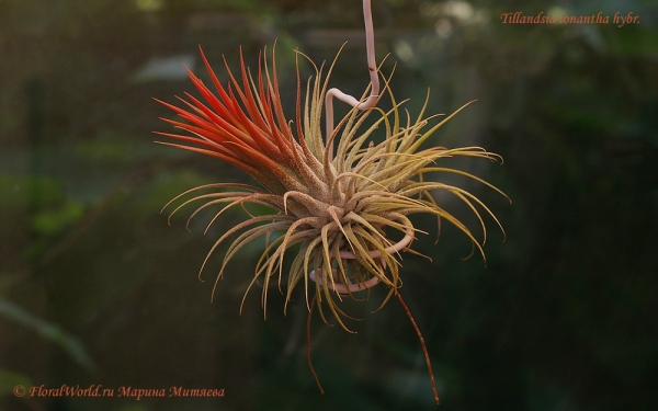 Tillandsia ionantha hybr.
Перед цветением концы листьев окрашиваются в красный цвет
Ключевые слова: Tillandsia ionantha hybr.