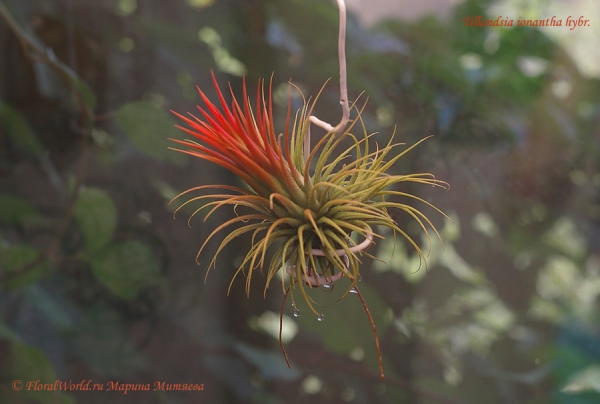 Tillandsia ionantha hybr.
После опрыскивания, чешуйки на листиках намокают, и тилландсия становится зеленой и мокрой :-)
Ключевые слова: Tillandsia ionantha hybr.