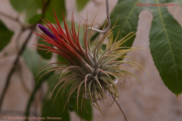 Tillandsia ionantha hybr.
Показался цветонос
Ключевые слова: Tillandsia ionantha hybr.