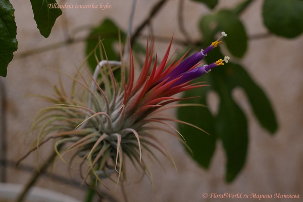 Tillandsia ionantha hybr.
Два цветка раскрылись, третий прячется пока
Ключевые слова: Tillandsia ionantha hybr.