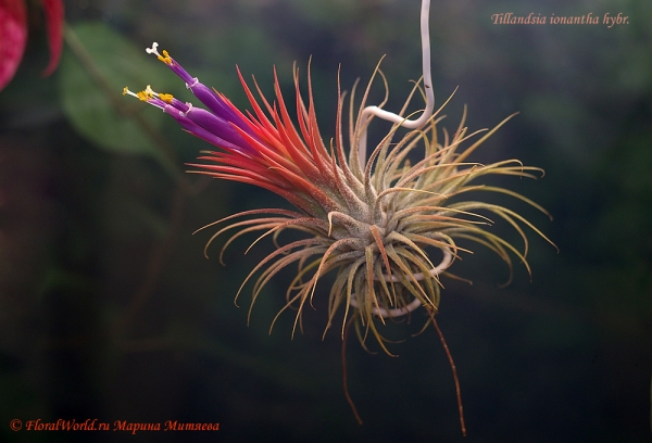 Tillandsia ionantha hybr.
Раскрылись все три цветка
Ключевые слова: Tillandsia ionantha hybr.