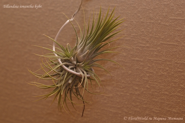 Tillandsia ionantha hybr
Ключевые слова: Tillandsia ionantha hybr